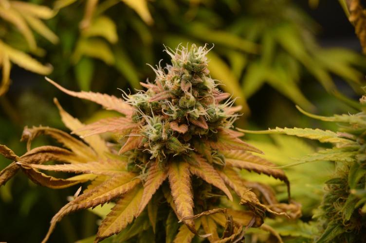 Grow #3 BF - Dos Si Dos 33. Week 9