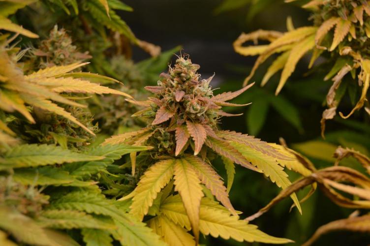 Grow #3 BF - Dos Si Dos 33. Week 9