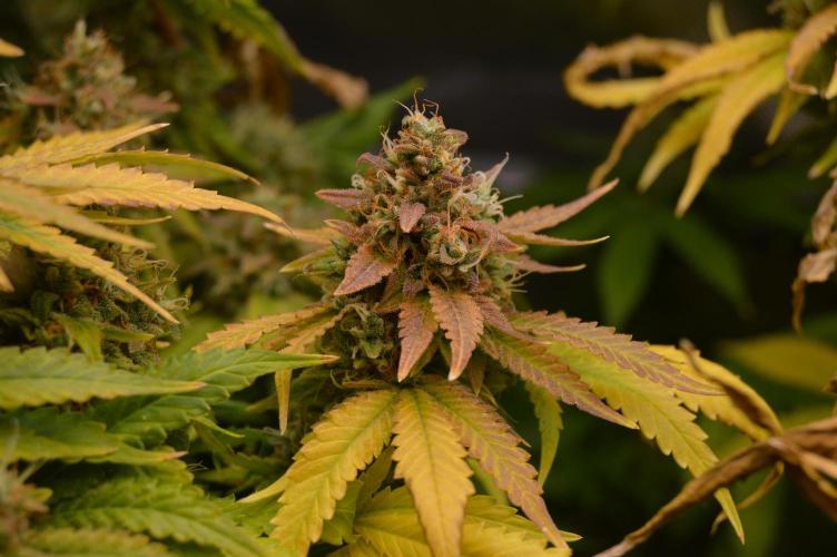 Grow #3 BF - Dos Si Dos 33. Week 9