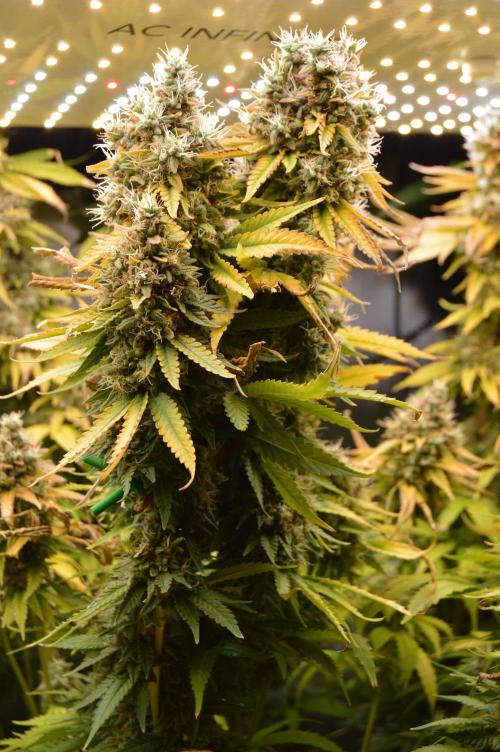 Grow #3 BF - Dos Si Dos 33. Week 9