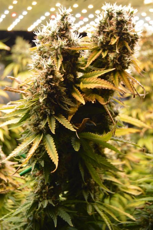 Grow #3 BF - Dos Si Dos 33. Week 9