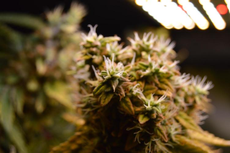 Grow #3 BF - Dos Si Dos 33. Week 9