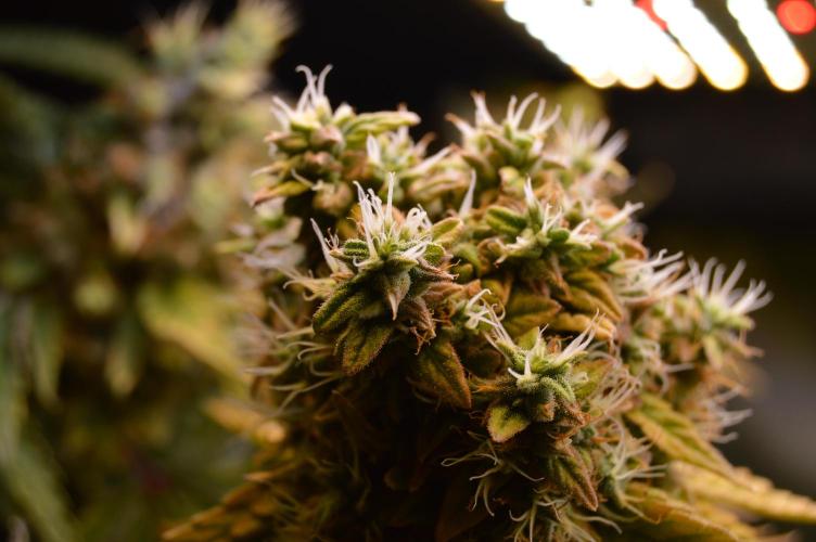 Grow #3 BF - Dos Si Dos 33. Week 9