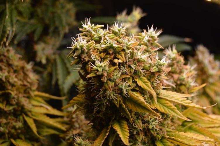 Grow #3 BF - Dos Si Dos 33. Week 9