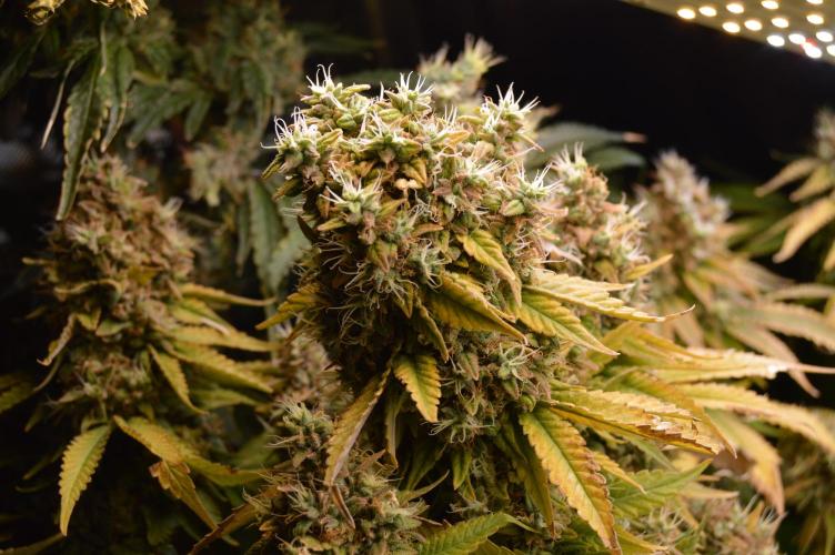 Grow #3 BF - Dos Si Dos 33. Week 9