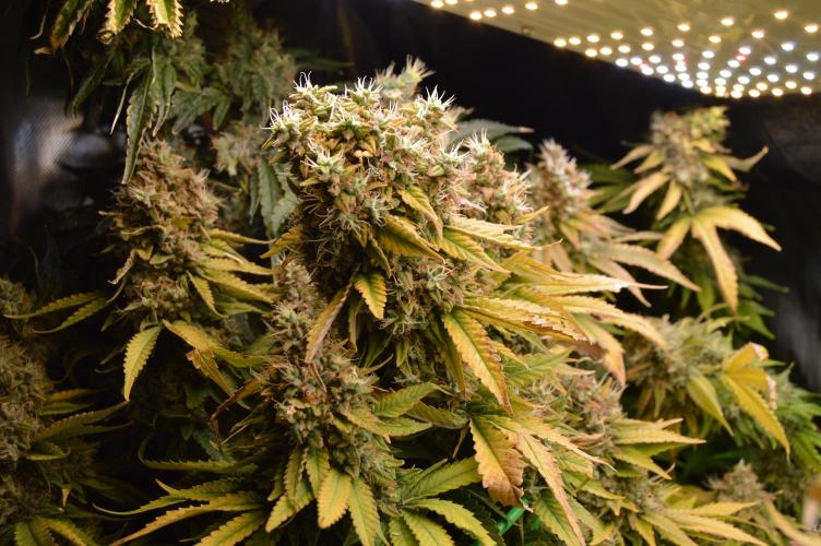 Grow #3 BF - Dos Si Dos 33. Week 9