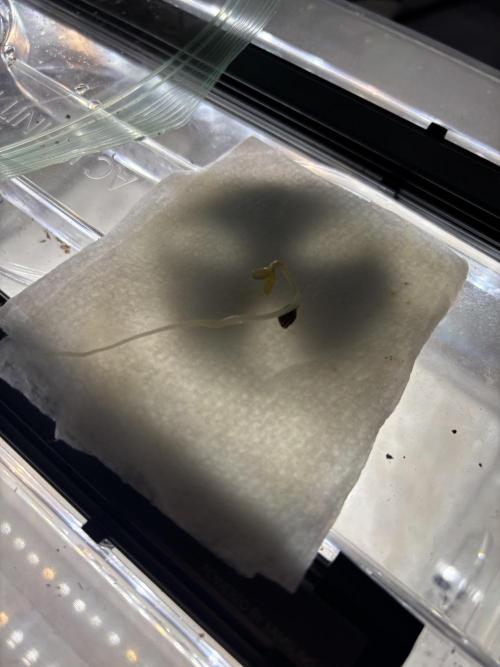 Grow #4 Coochie Runtz (Repeat). Week 0