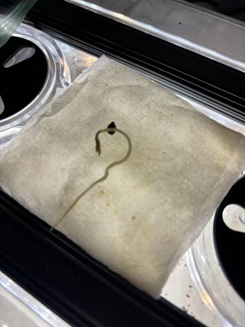 Grow #4 Coochie Runtz (Repeat). Week 0