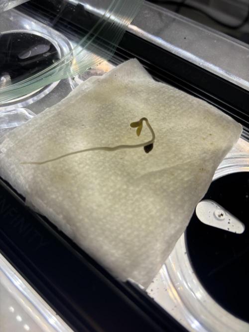 Grow #4 Coochie Runtz (Repeat). Week 0