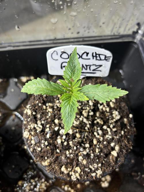 Grow #4 Coochie Runtz (Repeat). Week 1