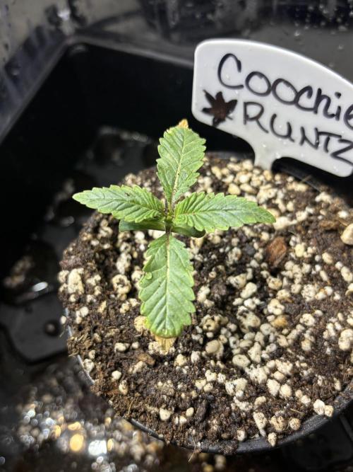 Grow #4 Coochie Runtz (Repeat). Week 1