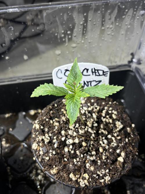 Grow #4 Coochie Runtz (Repeat). Week 1