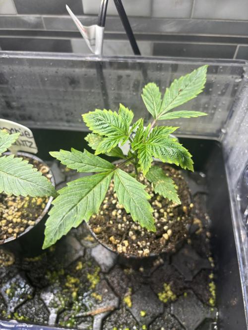Grow #4 Coochie Runtz (Repeat). Week 1