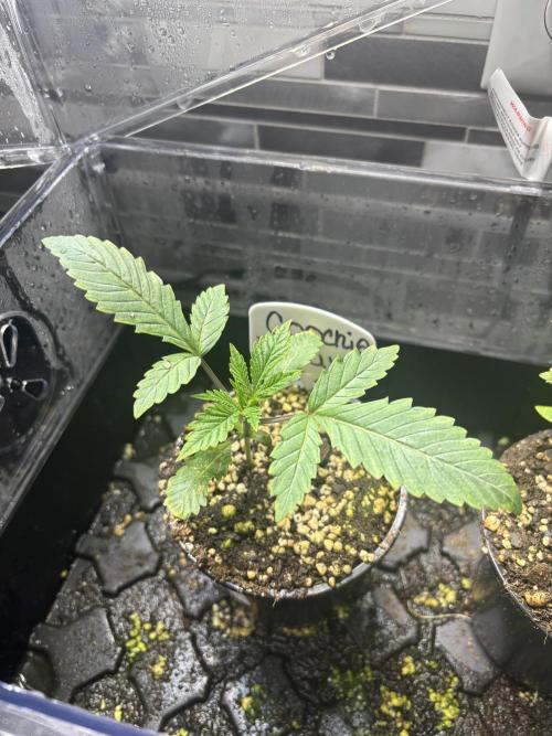 Grow #4 Coochie Runtz (Repeat). Week 1