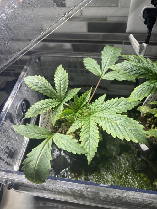 Grow #4 Coochie Runtz (Repeat). Week 2