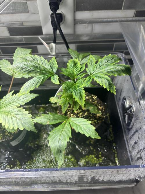 Grow #4 Coochie Runtz (Repeat). Week 2