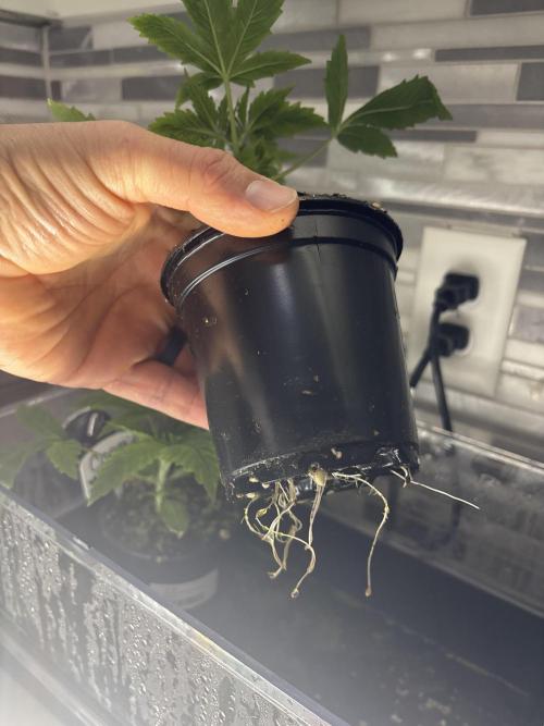 Grow #4 Coochie Runtz (Repeat). Week 2