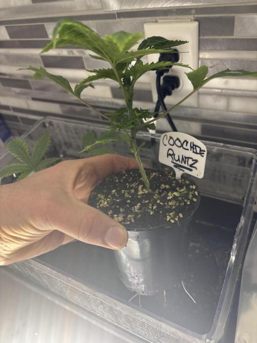 Grow #4 Coochie Runtz (Repeat). Week 2
