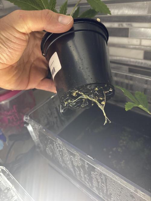 Grow #4 Coochie Runtz (Repeat). Week 2