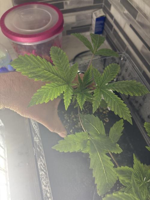 Grow #4 Coochie Runtz (Repeat). Week 2