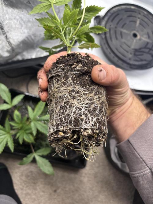 Grow #4 Coochie Runtz (Repeat). Week 2