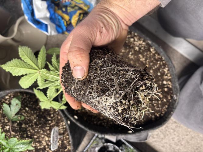 Grow #4 Coochie Runtz (Repeat). Week 2