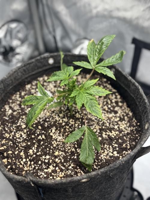 Grow #4 Coochie Runtz (Repeat). Week 2