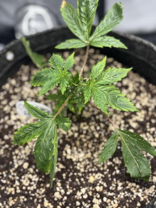 Grow #4 Coochie Runtz (Repeat). Week 2