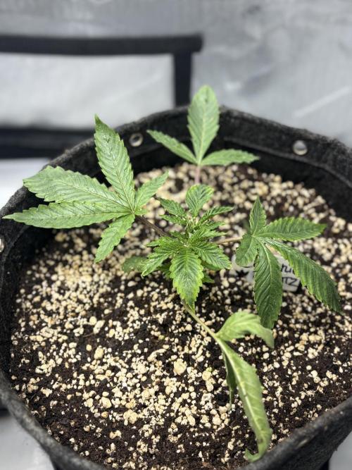 Grow #4 Coochie Runtz (Repeat). Week 2