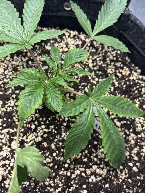 Grow #4 Coochie Runtz (Repeat). Week 2