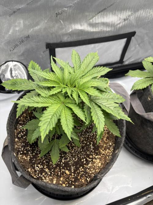 Grow #4 Coochie Runtz (Repeat). Week 3