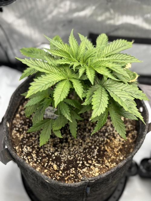 Grow #4 Coochie Runtz (Repeat). Week 3