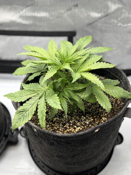 Grow #4 Coochie Runtz (Repeat). Week 3