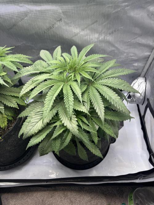 Grow #4 Coochie Runtz (Repeat). Week 5