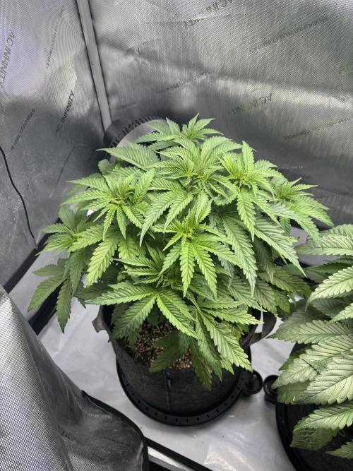 Grow #4 Coochie Runtz (Repeat). Week 5