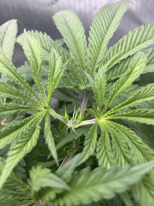 Grow #4 Coochie Runtz (Repeat). Week 5