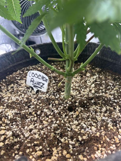 Grow #4 Coochie Runtz (Repeat). Week 5