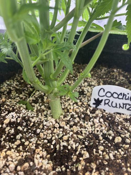 Grow #4 Coochie Runtz (Repeat). Week 5