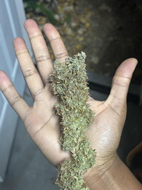 Grow #3 BF - Dos Si Dos 33. Week 10