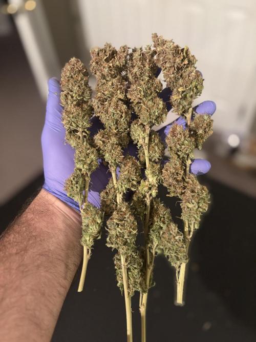 Grow #3 BF - Dos Si Dos 33. Week 10