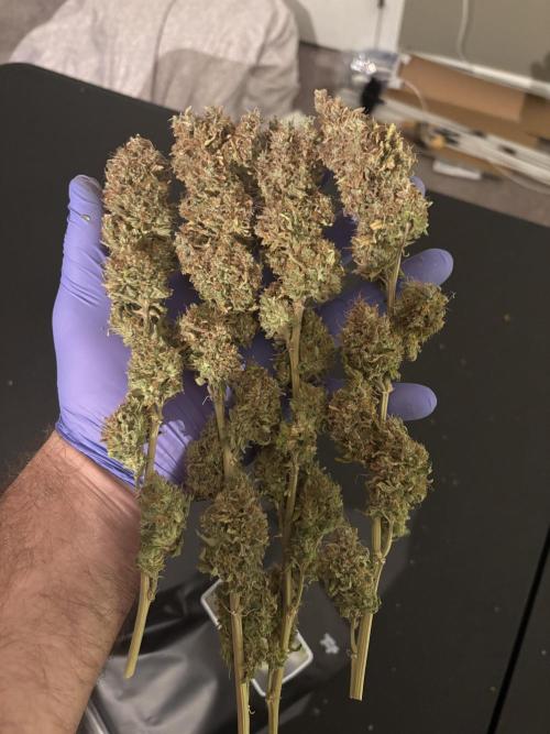 Grow #3 BF - Dos Si Dos 33. Week 10