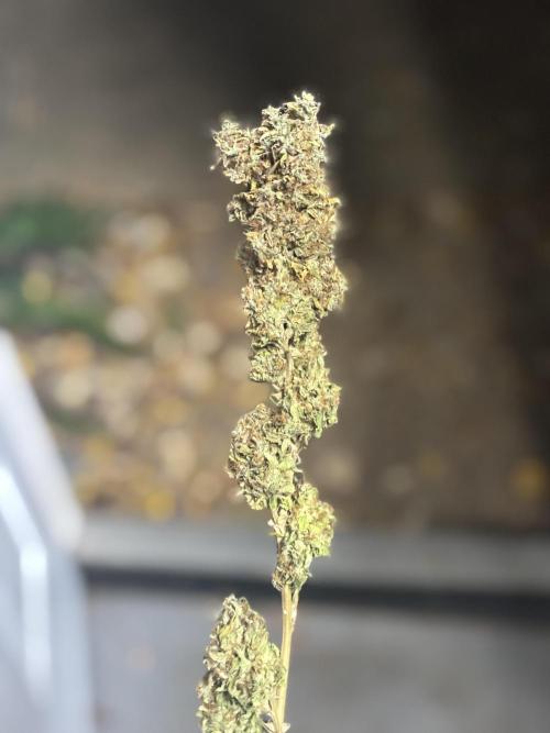 Grow #3 BF - Mimosa X Orange Punch. Week 10