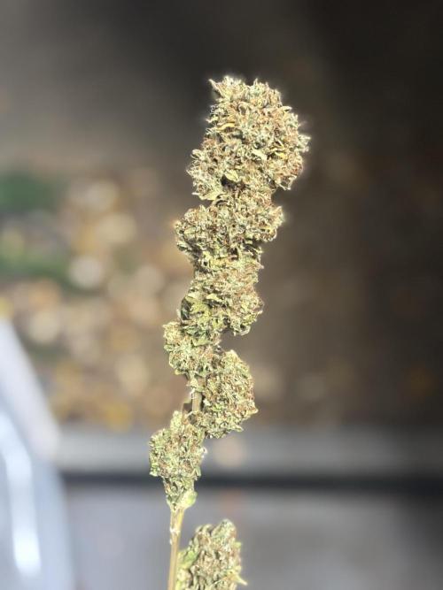 Grow #3 BF - Mimosa X Orange Punch. Week 10