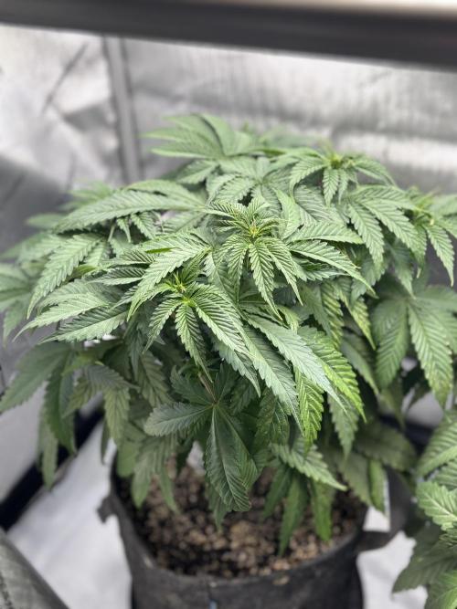 Grow #4 Coochie Runtz (Repeat). Week 5