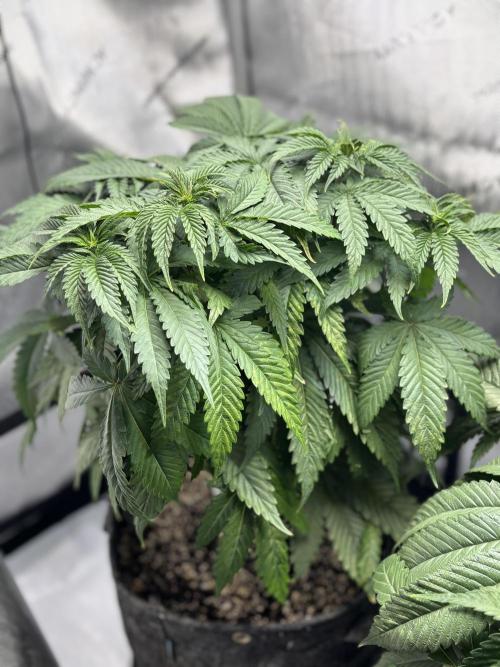 Grow #4 Coochie Runtz (Repeat). Week 5