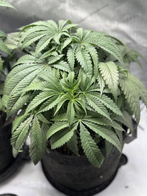 Grow #4 Coochie Runtz (Repeat). Week 5