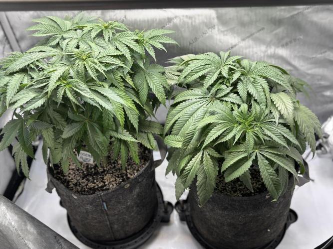 Grow #4 Coochie Runtz (Repeat). Week 5