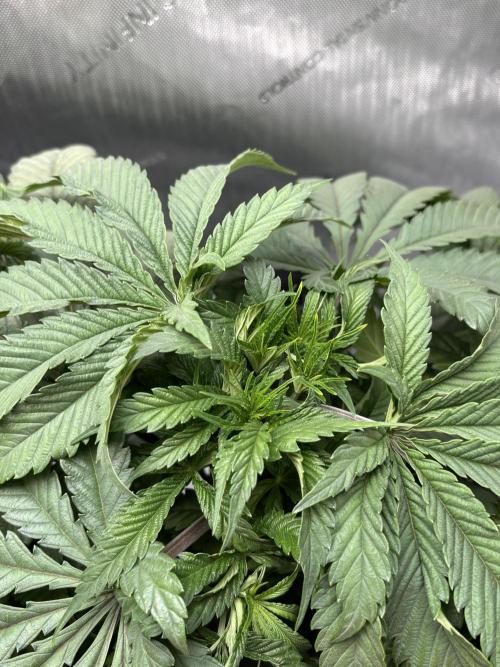 Grow #4 Coochie Runtz (Repeat). Week 5