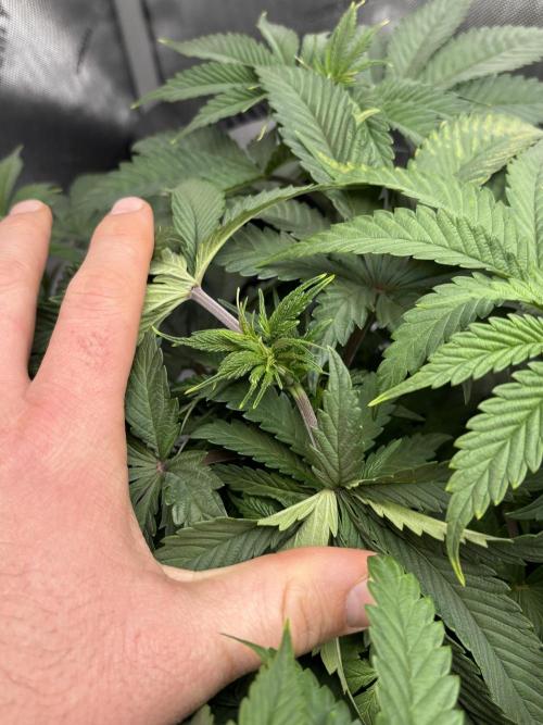 Grow #4 Coochie Runtz (Repeat). Week 5