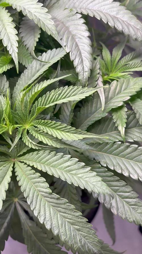 Grow #4 Coochie Runtz (Repeat)